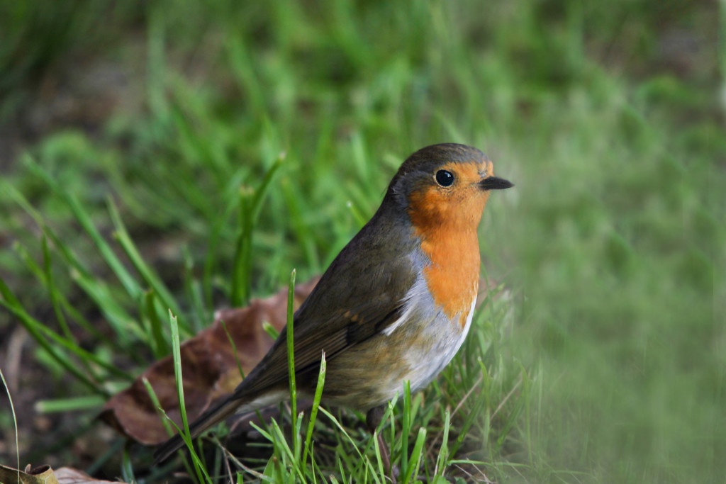 oiseaux jardin nature le rouge-gorge au sol dans l'herbe à l'automne