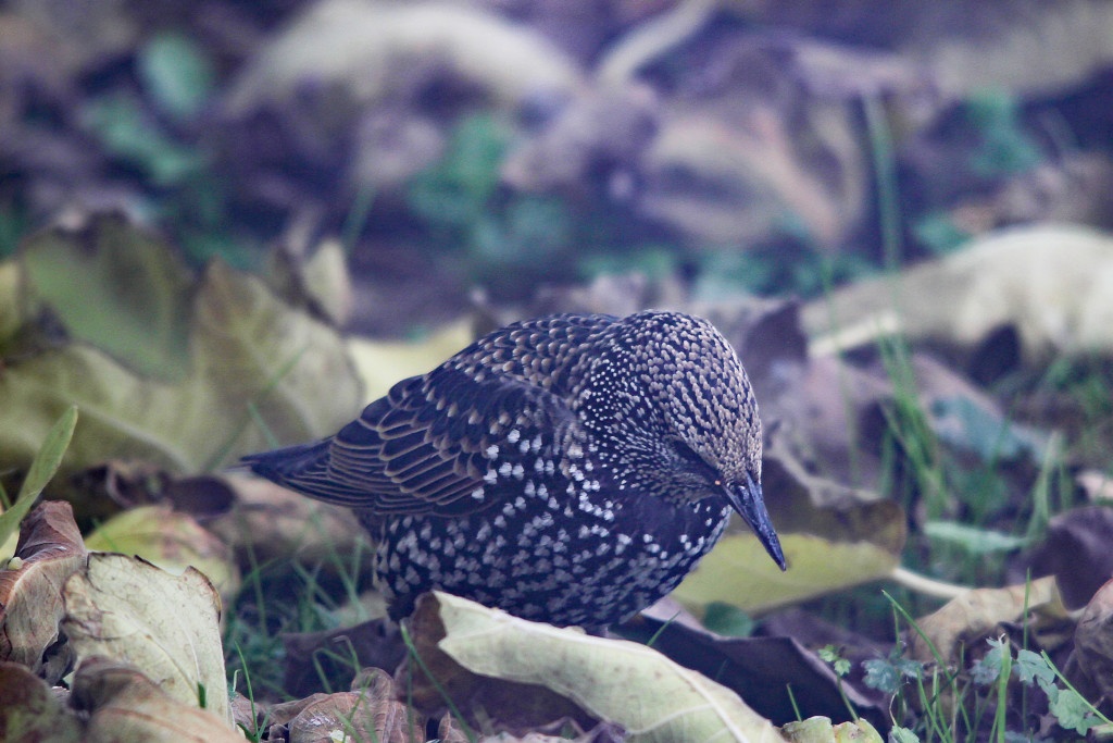 L'étourneau sansonnet oiseau de mon jardin. 