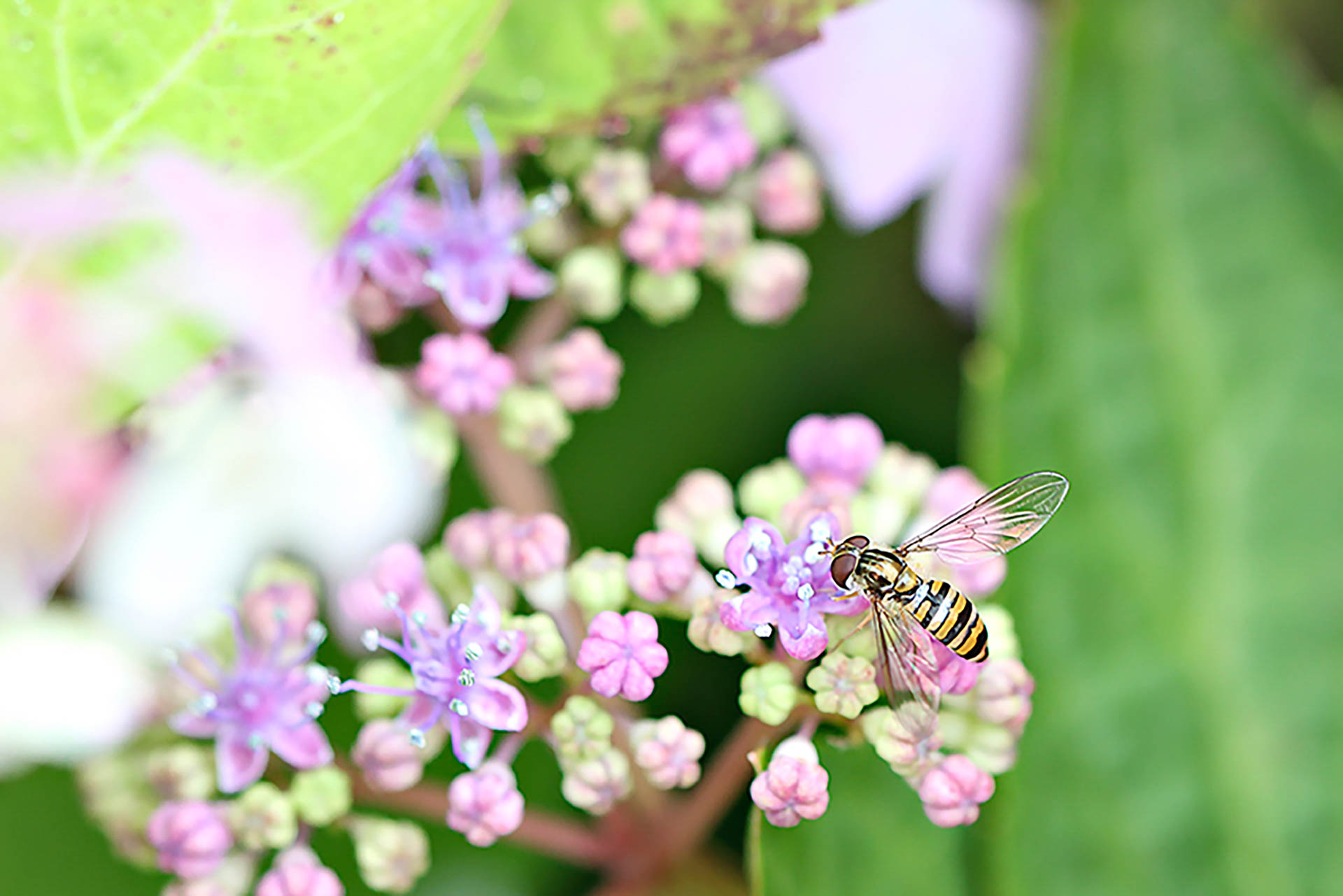 Faune et Flore