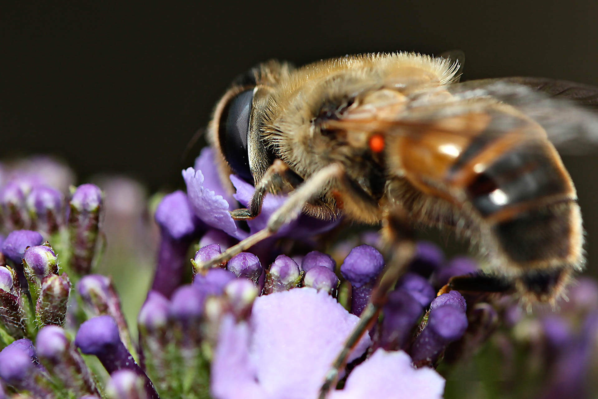 Faune et Flore