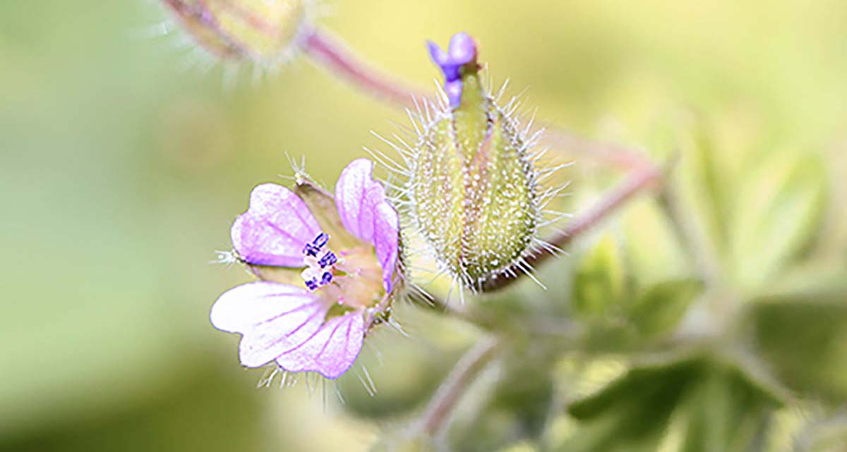 Faune & Flore