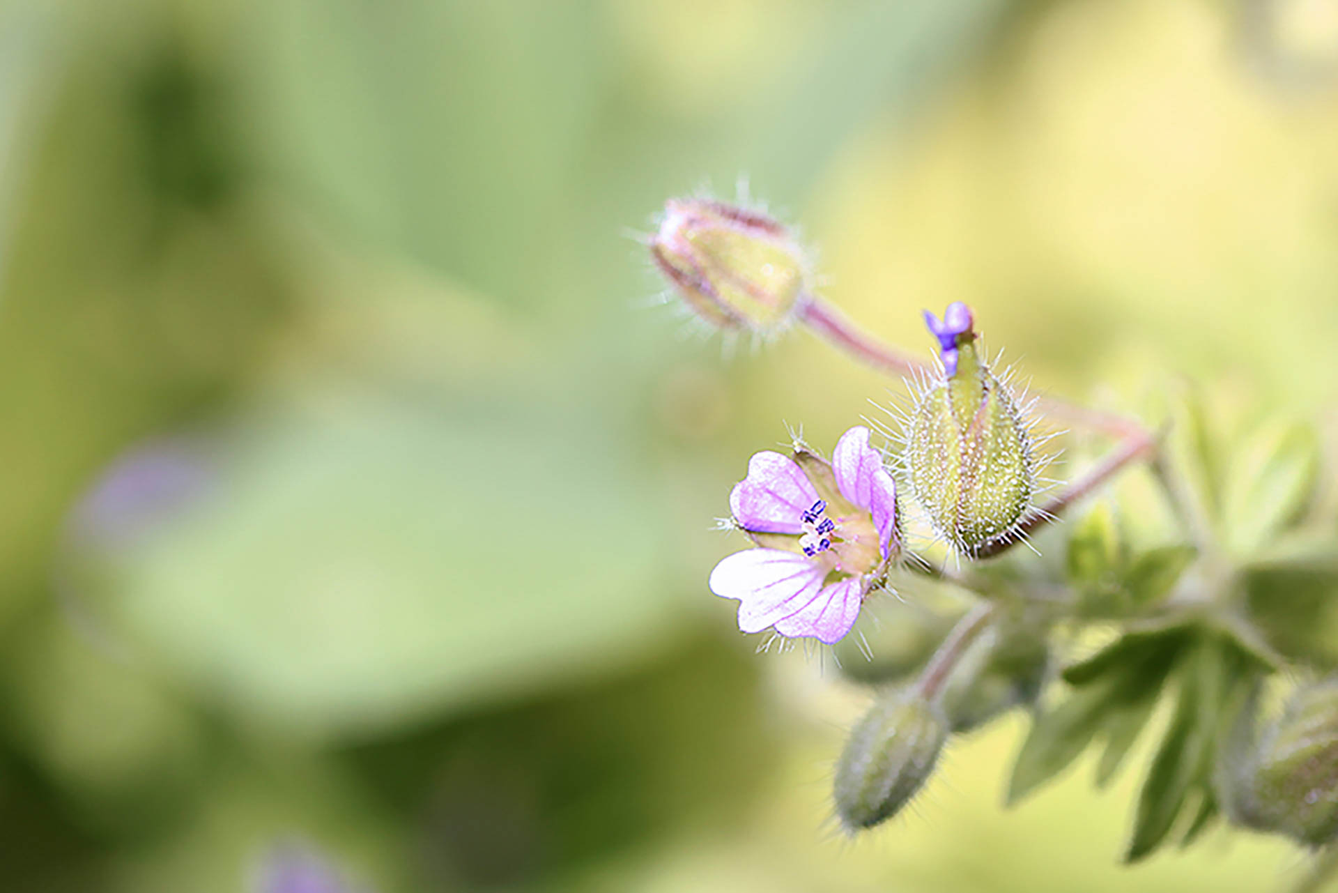 Faune et Flore