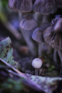 Bienveillance - macrophotographie d un groupe de champignons - Agnès Briand Photographe
