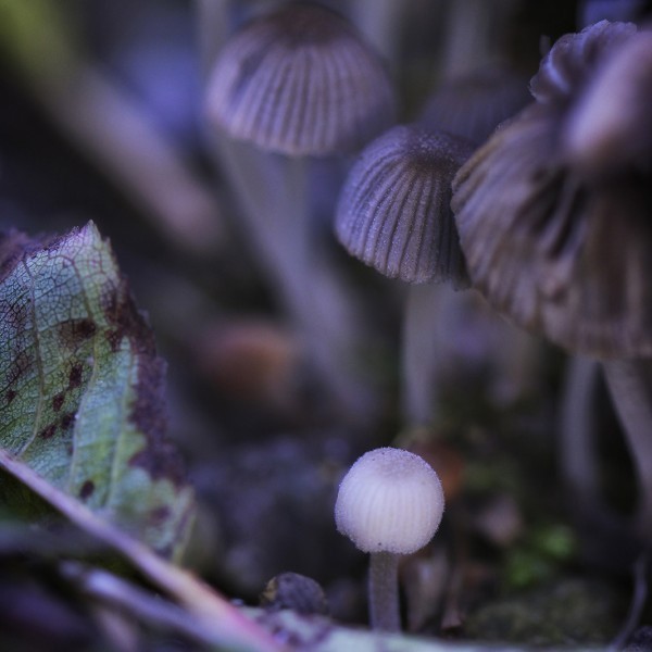 Bienveillance - macrophotographie d un groupe de champignons - Agnès Briand Photographe