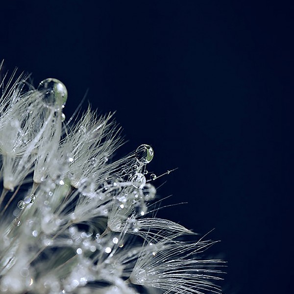 Bouquet perlé - macrophotographie - Agnès Briand Photographe