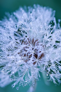 Comme un diamant - macrophotographie - Agnès Briand Photographe