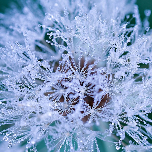 Comme un diamant - macrophotographie - Agnès Briand Photographe