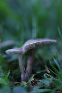 Duo d'automne - macrophotographie - Agnès Briand Photographe