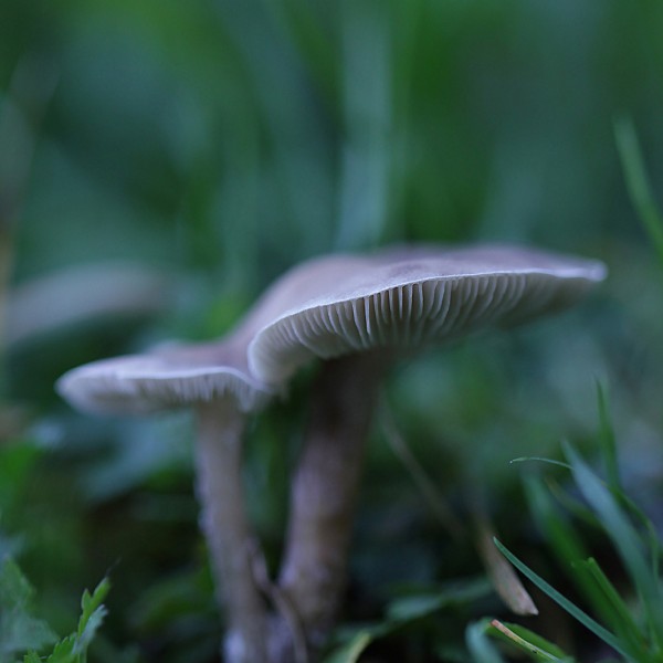 Duo d'automne - macrophotographie - Agnès Briand Photographe