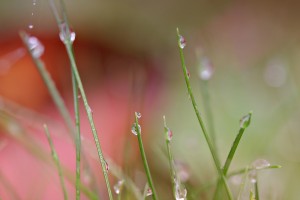 En apesanteur - macrophotographie - Agnès Briand Photographe