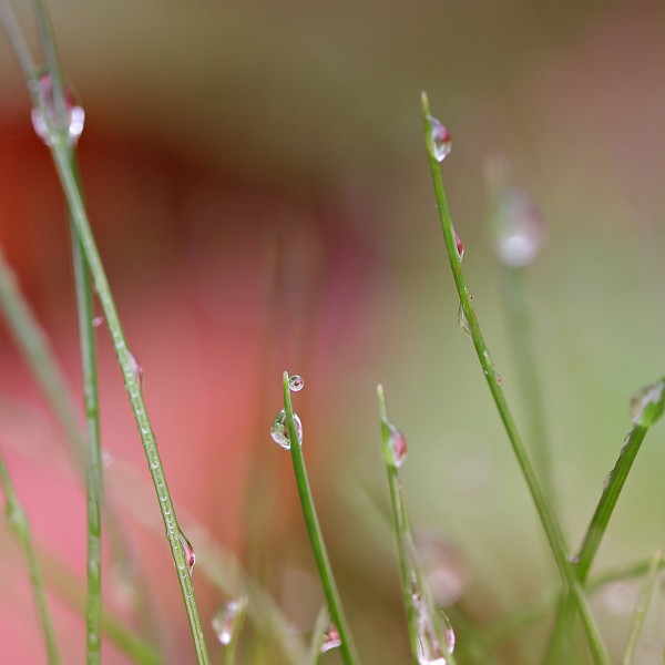 En apesanteur - macrophotographie - Agnès Briand Photographe