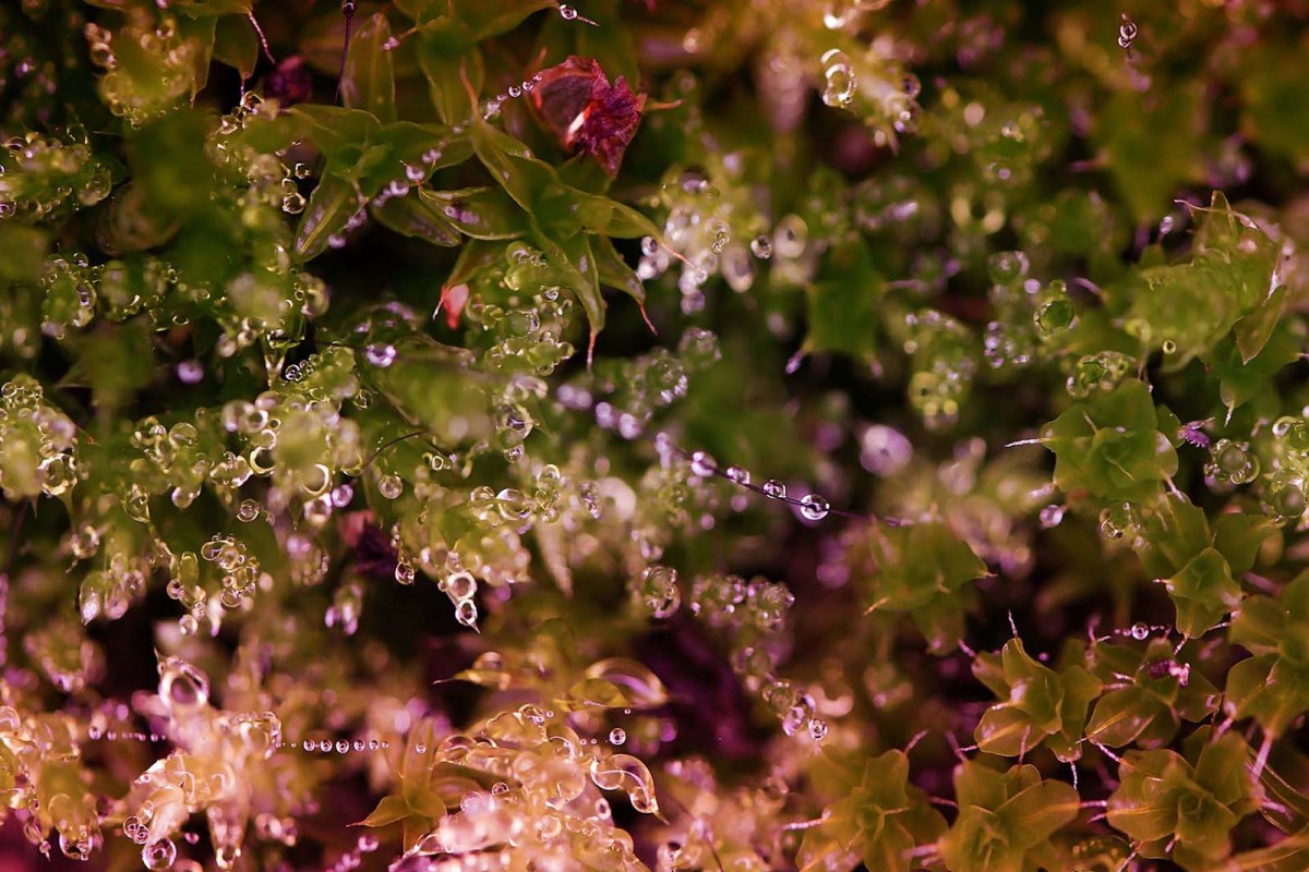 Enfilade perlière- macrophotographie - Agnès Briand Photographe