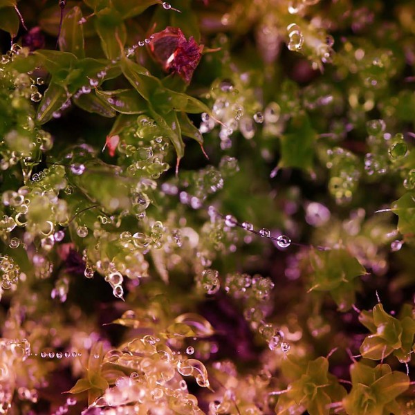 Enfilade perlière- macrophotographie - Agnès Briand Photographe