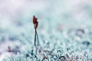 Enlacées - macrophotographie de sporogone de mousse - Agnès Briand Photographe