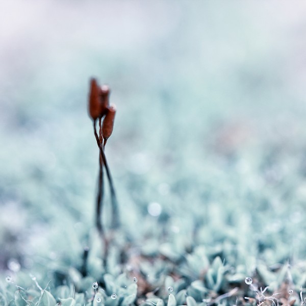 Enlacées - macrophotographie de sporogone de mousse - Agnès Briand Photographe