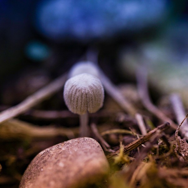 Halo - macrophotographie - Agnès Briand Photographe