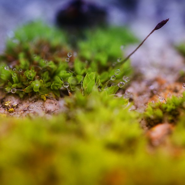 Pointée du doigt - macrophotographie - Agnès Briand Photographe