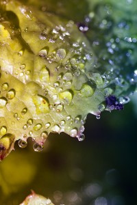 Rosée d'automne - macrophotographie - Agnès Briand Photographe