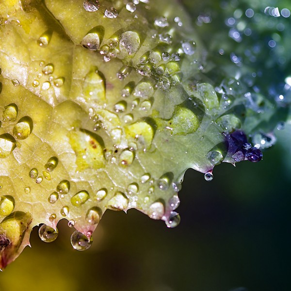 Rosée d'automne - macrophotographie - Agnès Briand Photographe