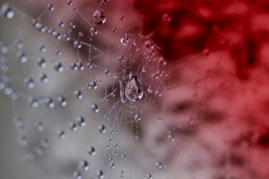 Rouge diamant - macrophotographie - Agnès Briand Photographe