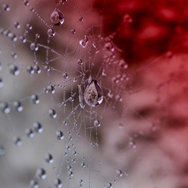 Rouge diamant - macrophotographie - Agnès Briand Photographe