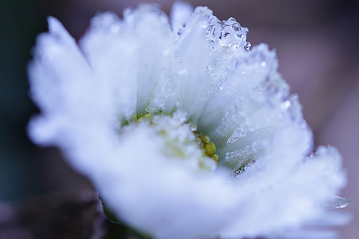 Tendresse hivernale - macrophotographie d'une pâquerette givrée - Agnès Briand photographe