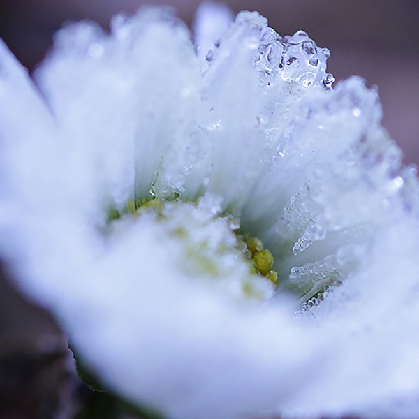 Tendresse hivernale - macrophotographie d'une pâquerette givrée - Agnès Briand photographe