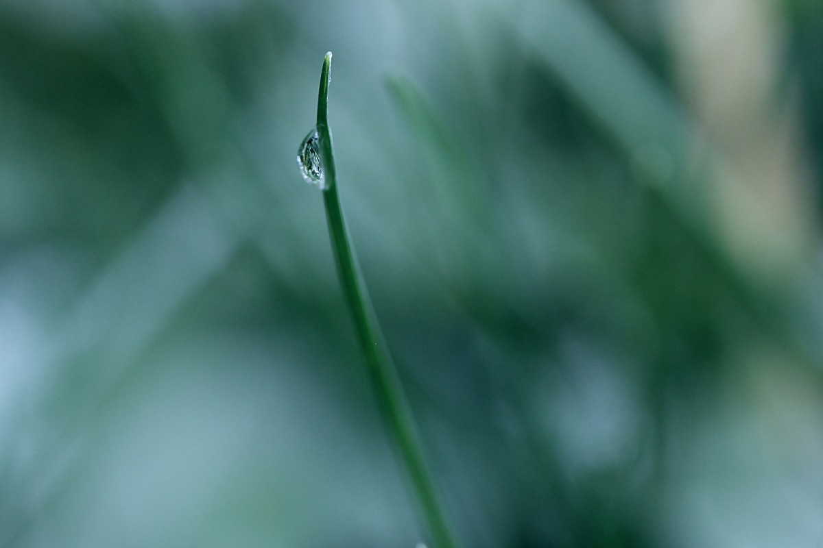 Une larme - macrophotographie - Agnès Briand Photographe