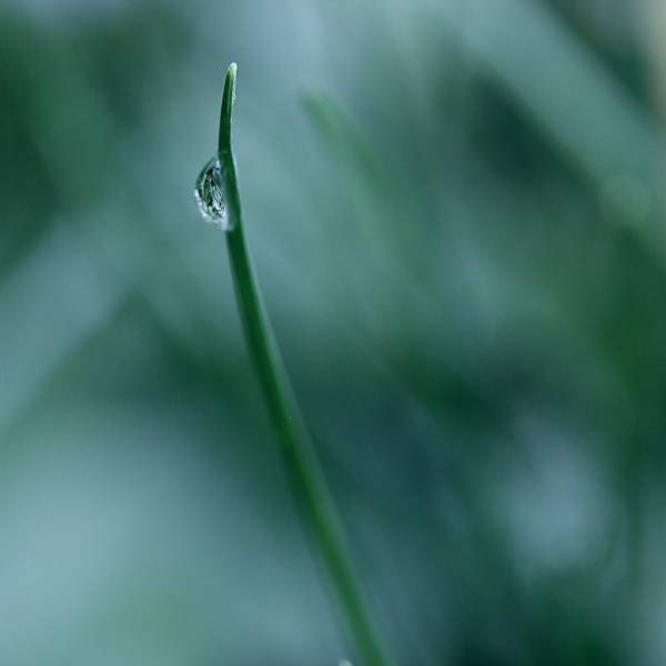 Une larme - macrophotographie - Agnès Briand Photographe